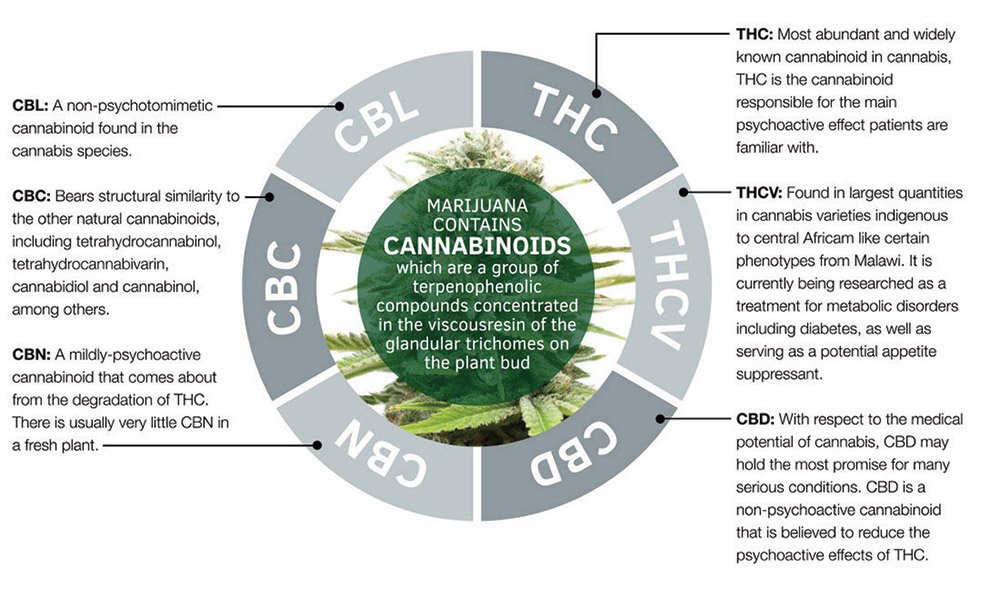  What Is CBN Cannabinol And What Are The Benefits CBD Nerds