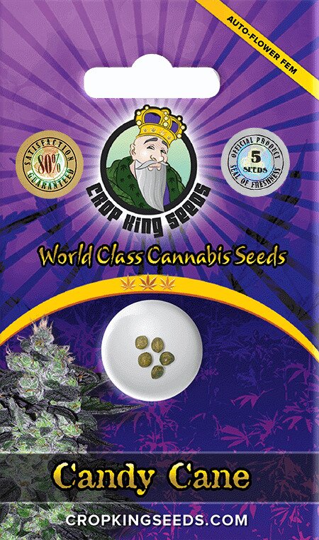 Crop King Seeds Candy Cane Autoflowering Seeds
