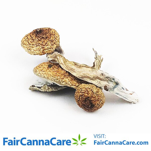 BLUE MEANIE MAGIC MUSHROOMS