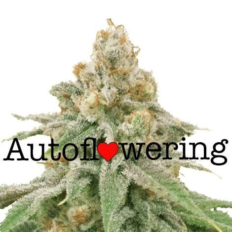 Autoflowering- Resilient Growers