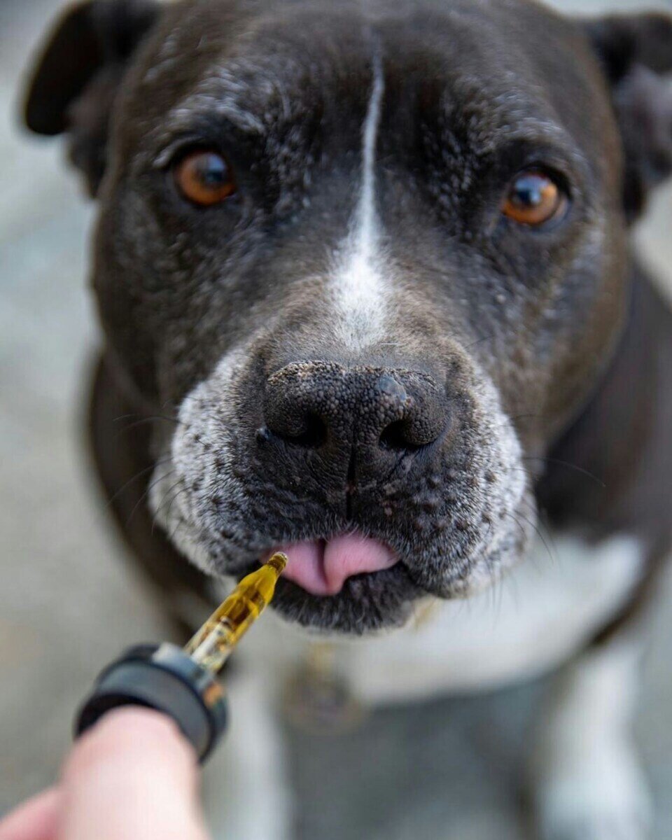 Can You Give Your Pet CBD?