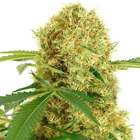 White Widow Feminized