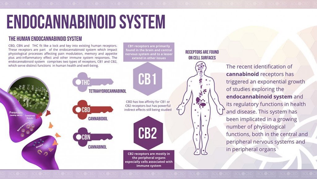 CBD and Its Effects Endocannabinoid System