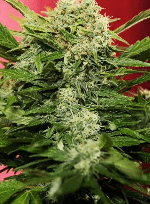 Autoflower Cannabis Seeds from Seedsman