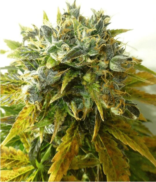 Autoflower Regular Cannabis Seeds from Seedsman