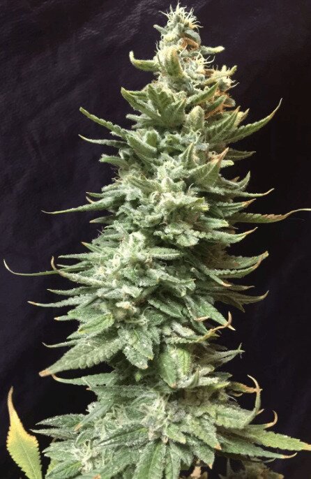 Feminized Cannabis Seeds from Seedsman