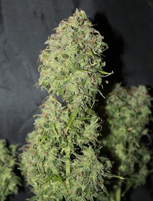 Regular Cannabis Seeds from Seedsman