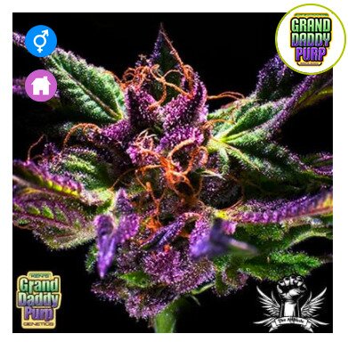 Grand Daddy Purple Regular Seeds