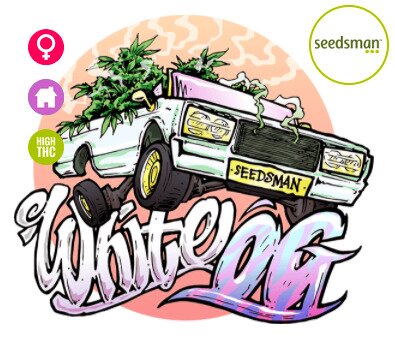 THE WHITE OG FEMINISED SEEDS