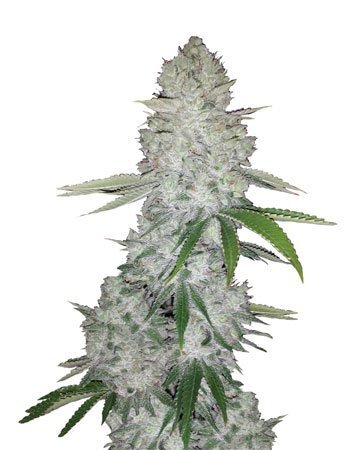 Growers-choice-seeds
