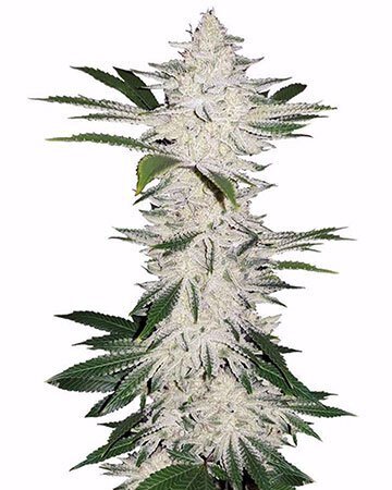Chemdog Feminized Cannabis Seeds