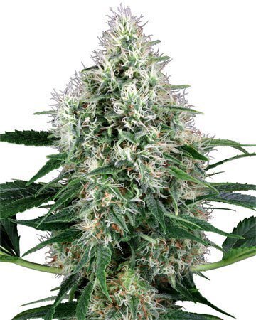 CBD Critical Mango Medical Feminized Seeds