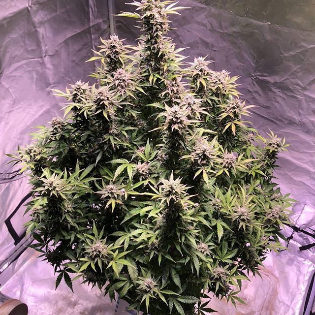 Dutch Passion Autoflower Auto Colorado Cookies strain