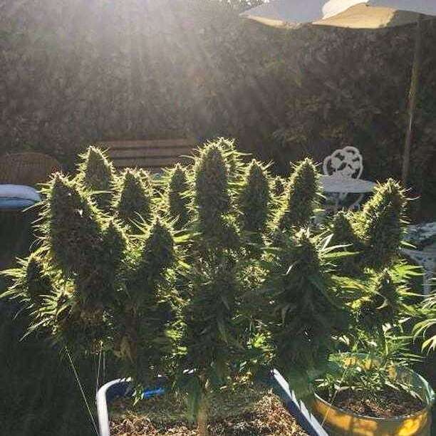 Dutch Passion Dutch Outdoor Frisian Dusk