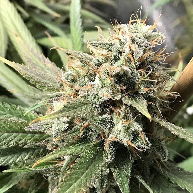 Dutch Passion Feminized Strawberry Cough strain