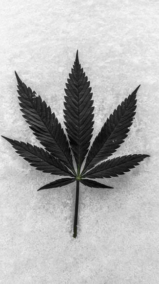 Cannabis Leaf