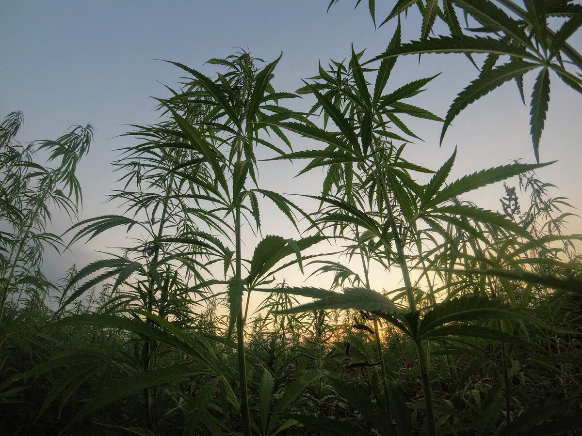 Hemp Stalk Cultivation