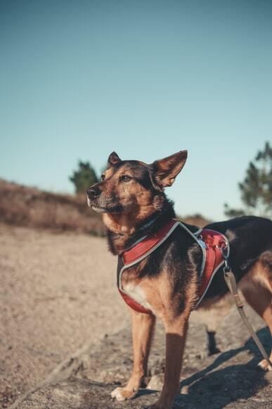 Dog Sniffing CBD