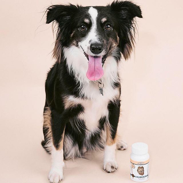 cbd pet products