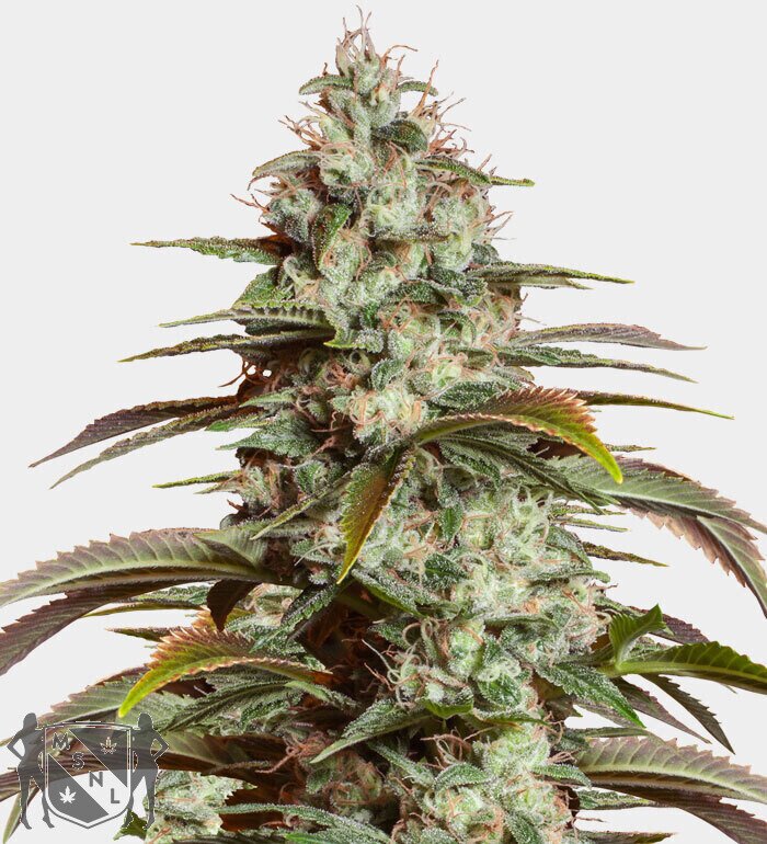 AUTO GIRL SCOUT COOKIES FEMINIZED SEEDS