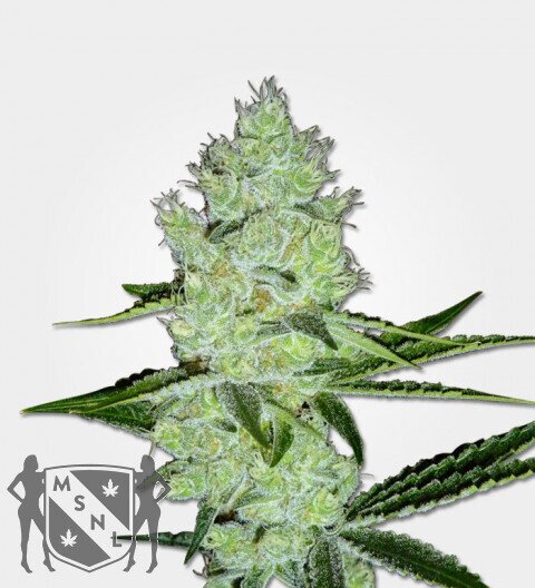 JACK HERER FEMINIZED SEEDS