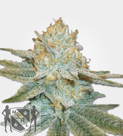 Marijuana Seeds Auto AK47 Feminized
