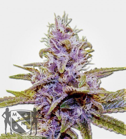 Marijuana Seeds Auto Blue Dream Feminized
