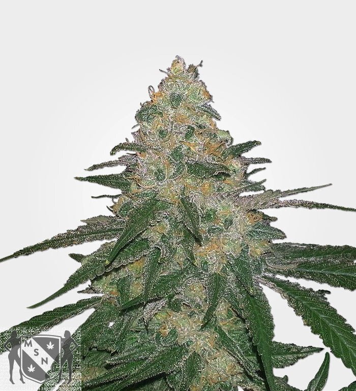 Marijuana Seeds Cannatonic feminized