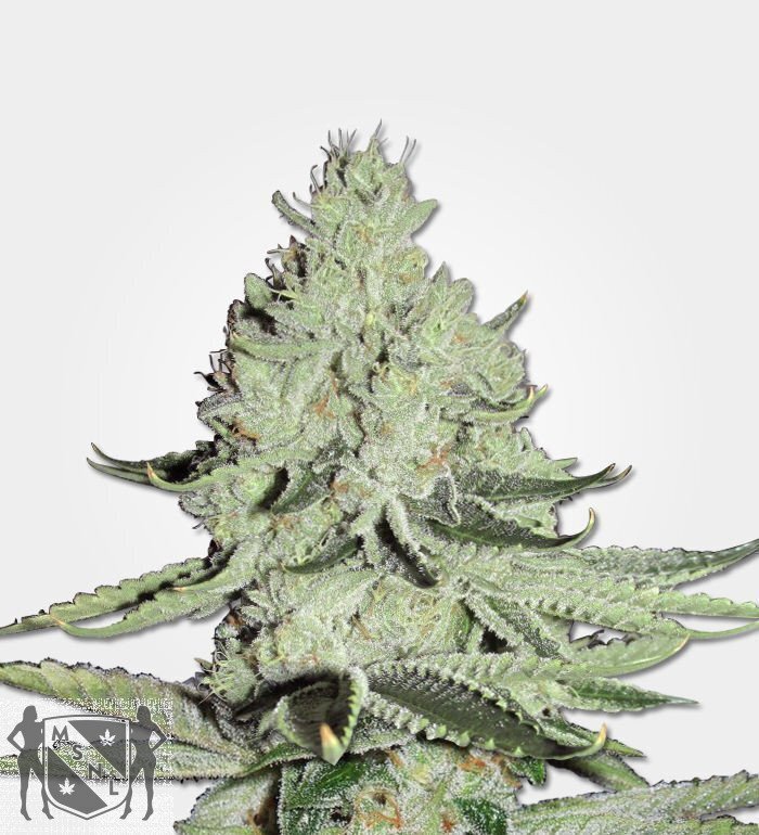 Marijuana Seeds ICE Seed