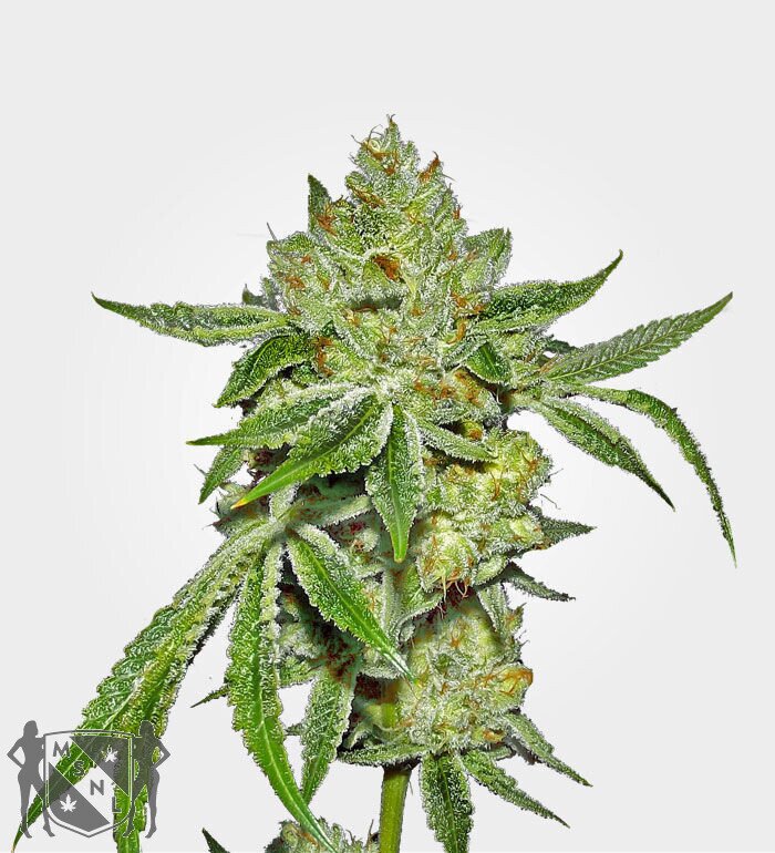 SUPER LEMON DIESEL FEMINIZED SEEDS