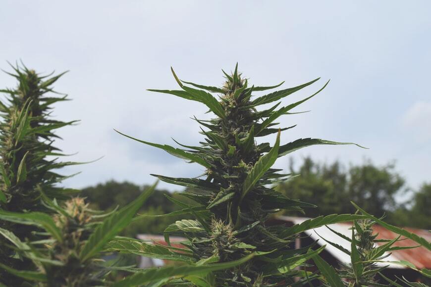 Outsource CBD Competition