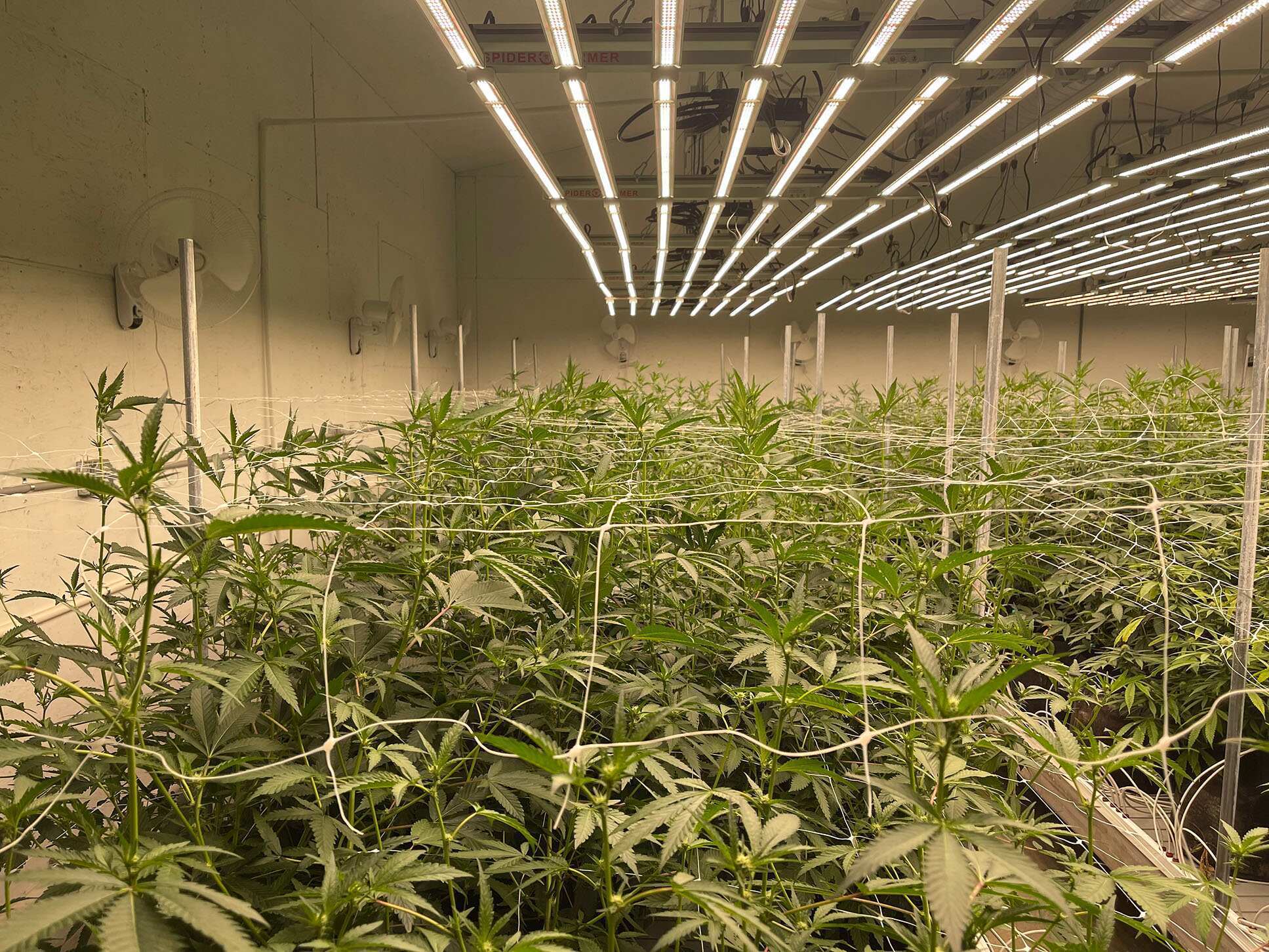 Spider Farmer Lights