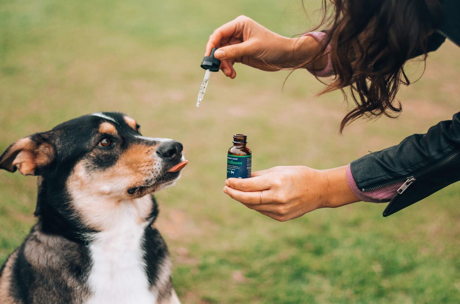 CBD Oil for Dogs Canada