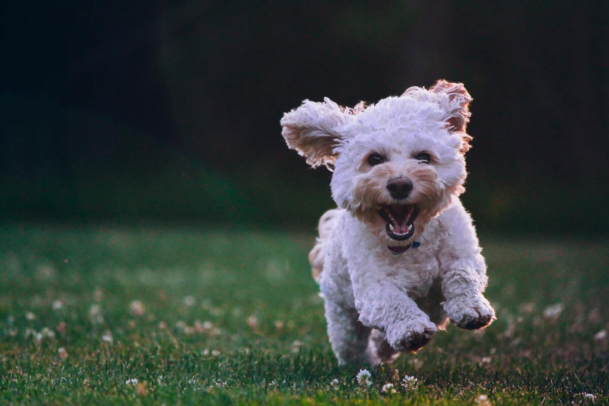 CBD for Dogs Canada