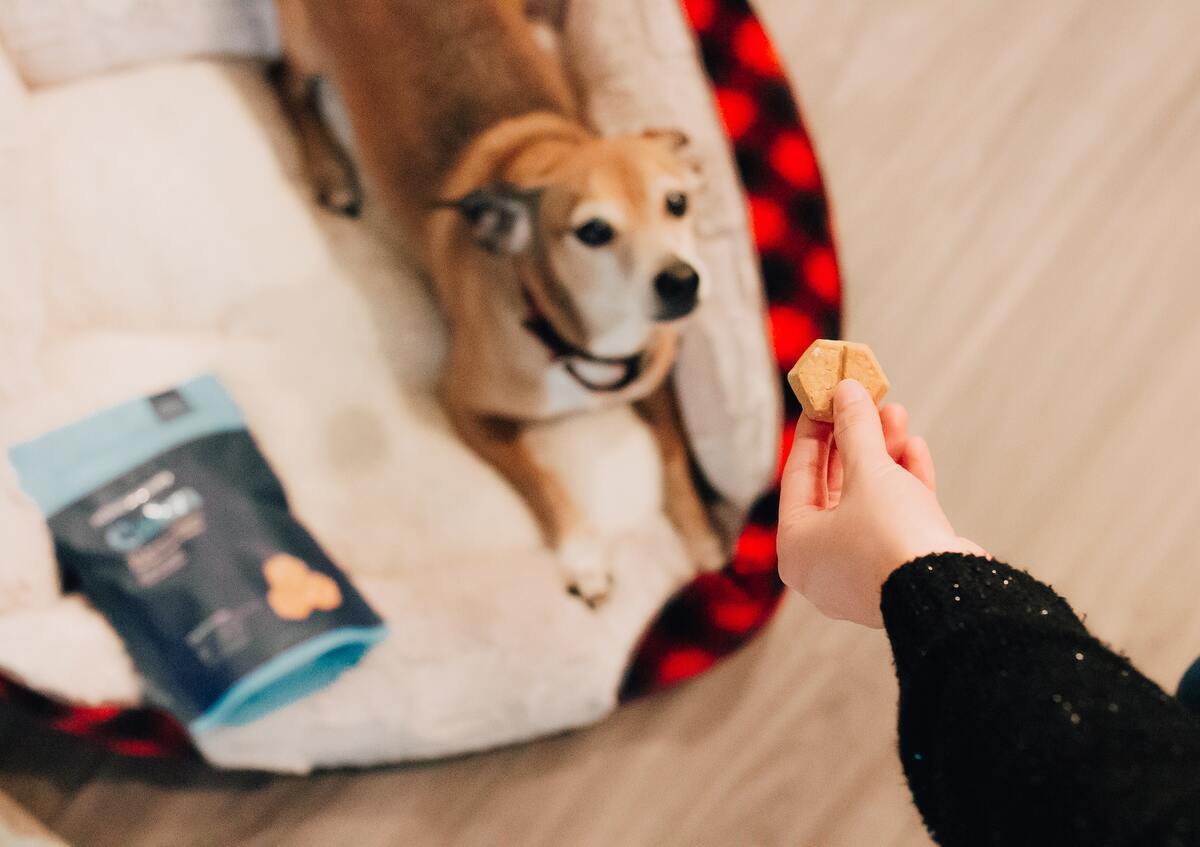 Best CBD Dog Treats