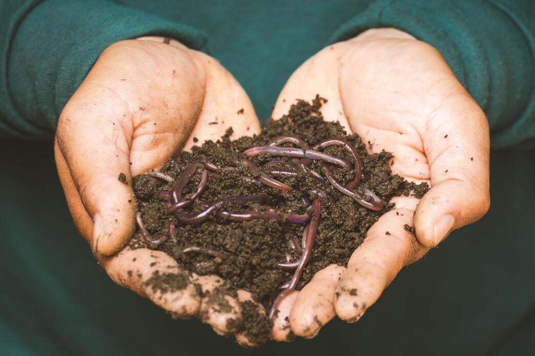 CBD Shows Anti-Aging Properties in Worms