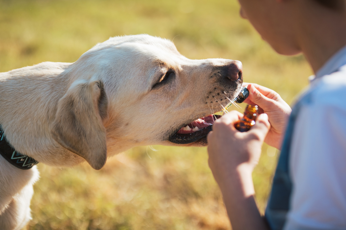 Our Criteria for the Best CBD for Dog Anxiety