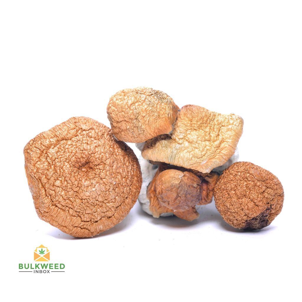 Bulk Weed Inbox Psilocybin Mushrooms