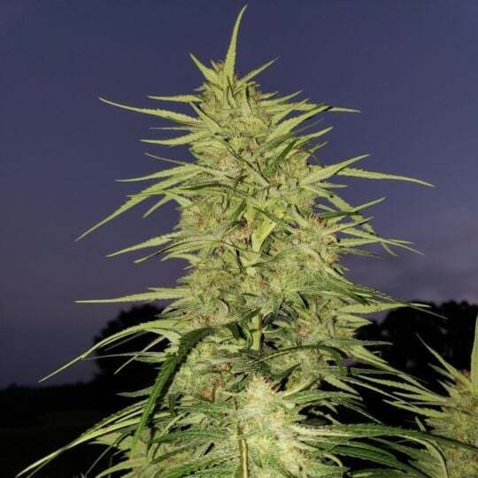 SeedSupreme Feminized Seeds