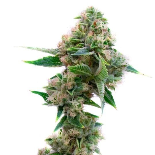 SeedSupreme Medicinal Seeds