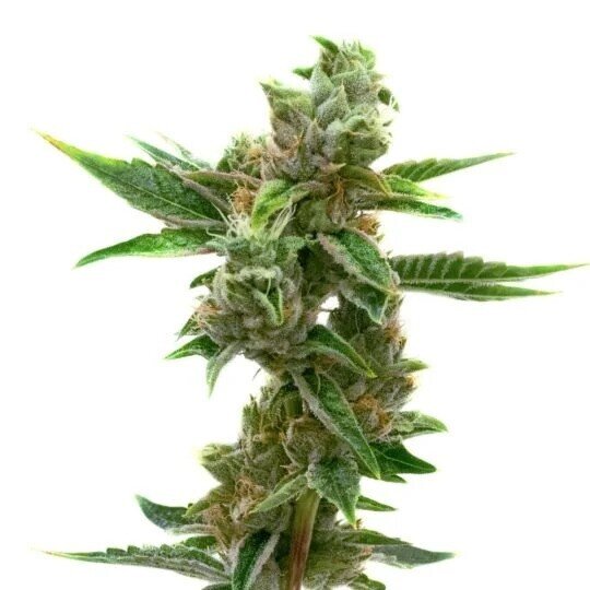 SeedSupreme Northern Lights Feminized Seeds