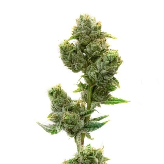 SeedSupreme White Widow Feminized Seeds