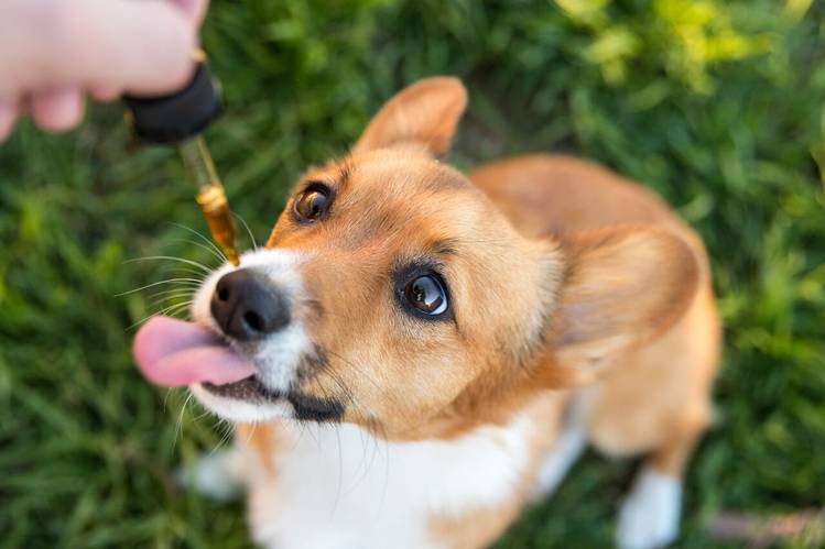 Best CBD Oils for Dogs