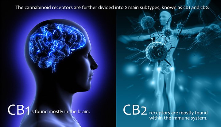 What are cannabinoid receptors?