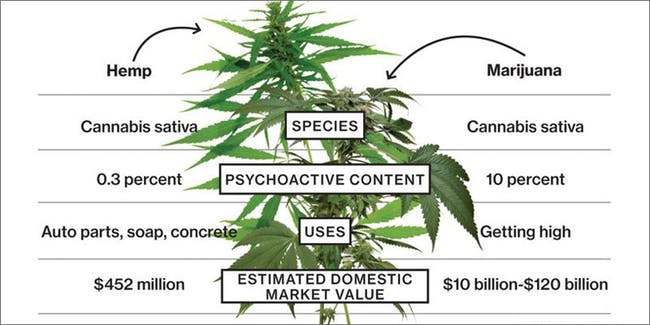 difference between hemp and marijuana