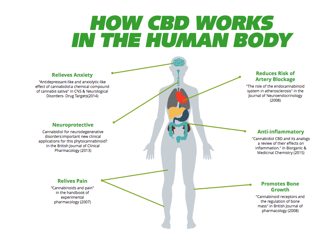 How CBD Works in the Human Body